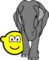 Elephant in the room buddy icon  